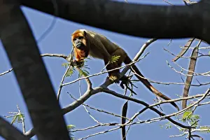 Brown Howler Monkey. Venezuela