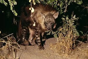 Images Dated 1st November 2005: Brown Hyaena - at den Botswana, Africa