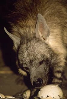 Images Dated 25th February 2008: Brown Hyaena - eating egg