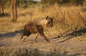 Images Dated 8th November 2010: Brown Hyena