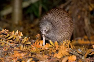 Brown Kiwi - adult one poking in the ground with its long beak searching for food in native Kauri forest with fallen
