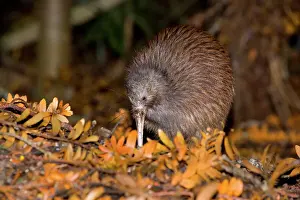 New Zealand Prints: Brown Kiwi adult one poking in the ground with its long beak searching for food in native Kauri forest with fallen