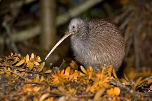 Brown Kiwi - adult one standing in native Kauri forest with fallen Kauri twigs visible on ground