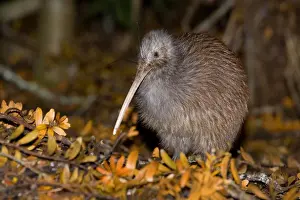 Brown Kiwi adult one standing in native Kauri forest with fallen Kauri twigs visible on ground Trounson Kauri Park Scenic Reserve, Northland, North Island, New Zealand
