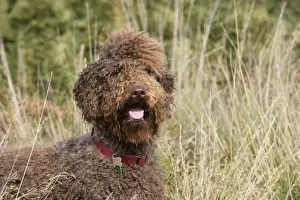 Labradoodles Prints: Brown labradoodle in field