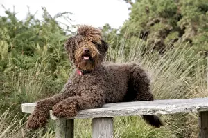 Tables Prints: Brown labradoodle laying on table