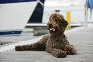 Docks Prints: Brown labradoodle lying on dock