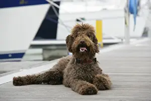 Docks Prints: Brown labradoodle lying at dock