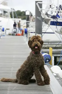 Docks Prints: Brown labradoodle sitting at dock