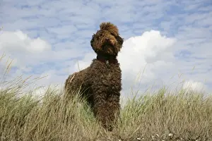 Labradoodles Prints: Brown labradoodle standing in field