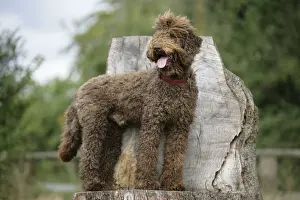 Labradoodles Prints: Brown labradoodle standing on tree stump