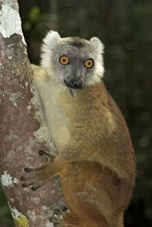 Brown Lemur - Climbing tree