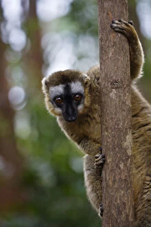 Images Dated 16th May 2012: Brown lemur (Eulemur fulvus) in the forest
