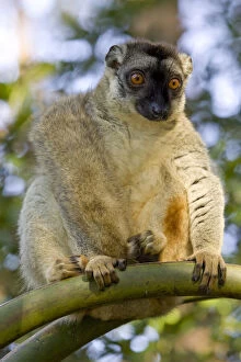 Images Dated 9th February 2010: Brown Lemur, Eulemur fulvus, in a tree in