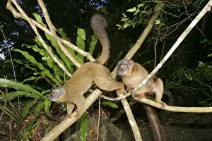 Brown Lemur of Mayotte Mayotte Island, Indian Ocean