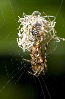 Brown Lobed Spider - at web