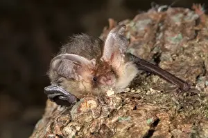 Long Eared Prints: Brown Long Eared Bat - Cornwall - UK