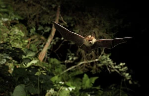 Auritus Gallery: Brown Long-eared Bat - in flight