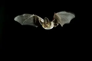 Brown Long-eared Bat - in flight