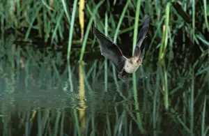 Brown Long-eared Bat - in flight, drinking from a pond