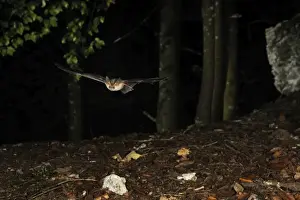 Hovering Prints: Brown Long-eared Bat - in flight in a Fagus-abies mountain forest - Jura Mountain - Switzerland