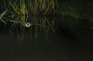 Hovering Prints: Brown Long-eared Bat - in flight above forest pond - Jura Mountain - Switzerland