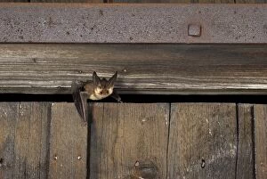 Images Dated 10th July 2008: Brown long-eared Bat - flying out of a barn - July - Swiss Jura - Switzerland