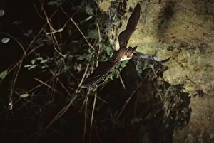 Brown long-eared bat flying into a cave ( old iron mine)