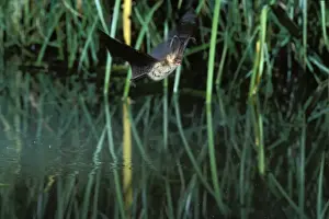 Brown Long-eared / Common Long-eared / Long-eared Bat - In flight over a pond Swiss jura, Switzerland Distribution: UK, Europe to NE China, Korea, Japan
