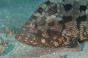 Images Dated 25th February 2019: Brown-Marbled Grouper - on sand - Dili Rock East dive site, Dili