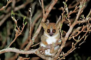 Night Prints: Brown Mouse Lemur - Berenty Private Reserve - Southern Madagascar