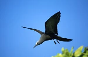Images Dated 3rd December 2010: Brown Noddy - in flight