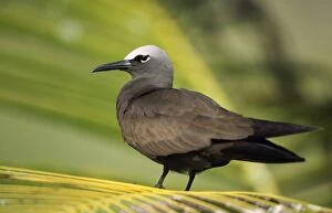 Images Dated 11th October 2006: Brown Noddy Tern Seychelles