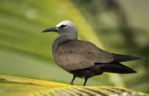 Brown Noddy Tern Seychelles