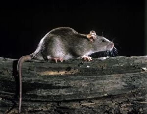 Brown / Norway / Common Rat