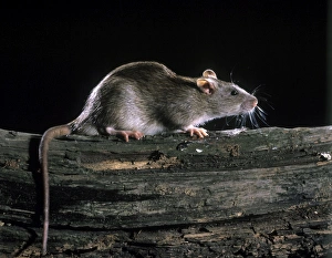 Images Dated 3rd August 2005: Brown / Norway Rat