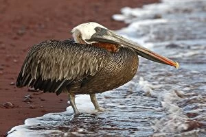 Images Dated 14th May 2008: Brown Pelican