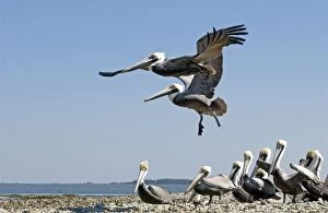 Brown Pelican - 2 flying over small flock on sand spit