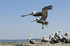 Brown Pelican - 2 flying over small flock on sand spit Brown Pelican - 2 flying over small flock on sand spit