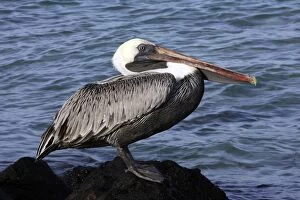 Images Dated 19th April 2005: Brown Pelican. Ad. Lobos island. Galapagos Islands