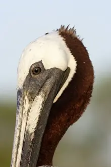 Brown Pelican. Ad. Lobos island. Galapagos Islands