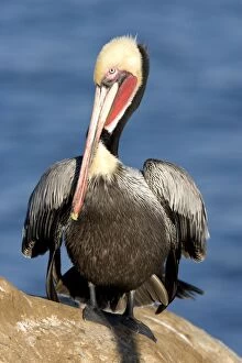 Images Dated 31st December 2006: Brown Pelican - Adult bird in breeding colors. Photographed on the cliffs of La Jolla, California