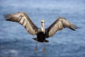 Images Dated 9th January 2007: Brown Pelican - Adult bird in breeding plumage - In flight - La Jolla, California, USA