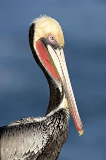 Images Dated 31st December 2006: Brown Pelican - Adult in breeding plumage - La Jolla - California - USA - Eastern Pacific Ocean