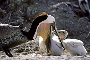 Mexico Collection: Brown Pelican - adult feeding chicks - Photographed off Baja California - Mexico
