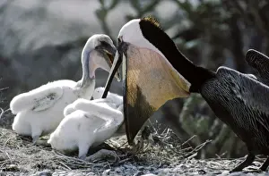 Brown Pelican - adult feeding chicks - Baja California - Mexico