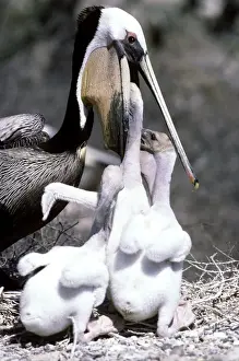 Brown Pelican - adult feeding chicks - Baja California - Mexico