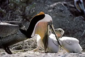 Mexico Prints: Brown Pelican - adult feeding chicks - Photographed off Baja California - Mexico