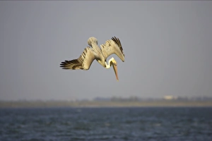 Images Dated 26th October 2005: Brown Pelican - adult plunge diving Sanibel Island, Florida, USA BI001168