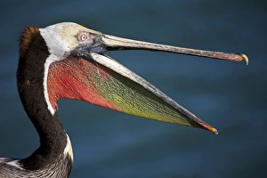 Brown Pelican - adult - Portrait - Dives from the air after prey capturing fish in its pouch Brown Pelican - adult - Portrait - Dives from the air after prey capturing fish in its pouch